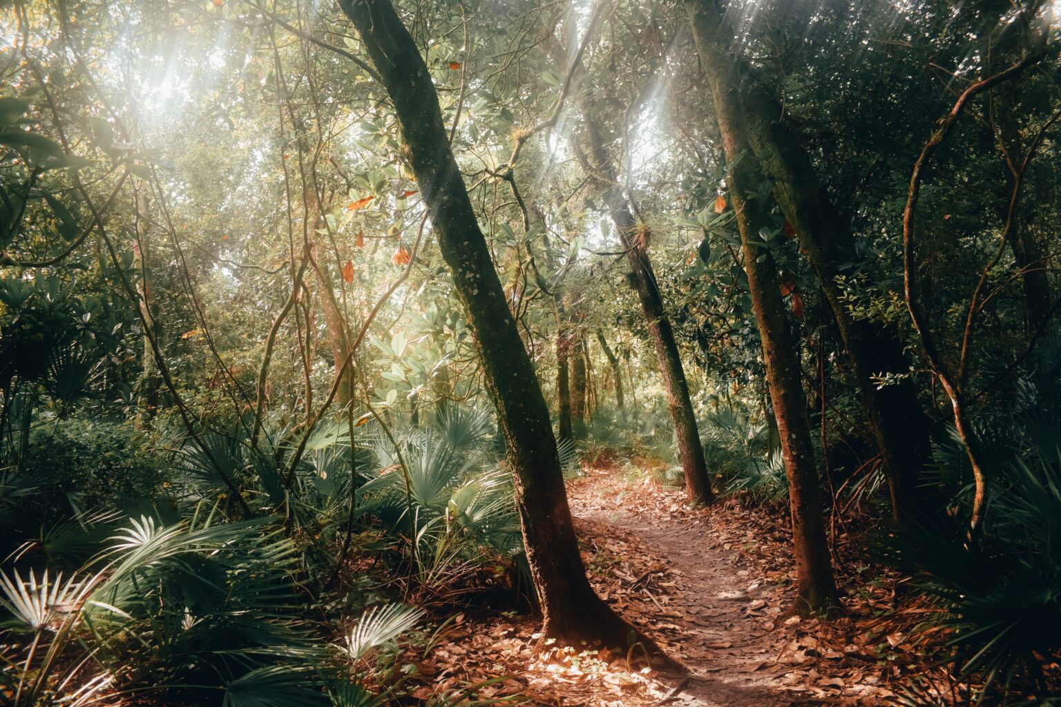 Chemin de la forêt