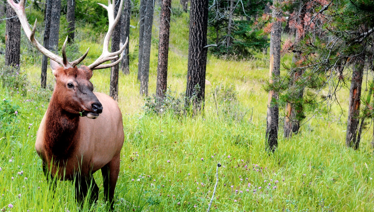 Cerf dans les bois