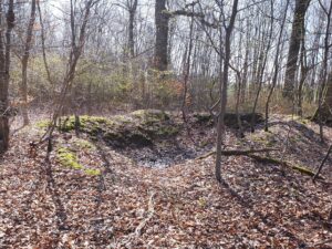 Sous-bois aux arbres nus, sol couvert de feuilles mortes ; un long talus de terre couvert de mousse court au milieu du bois, avec un creux devant lui.