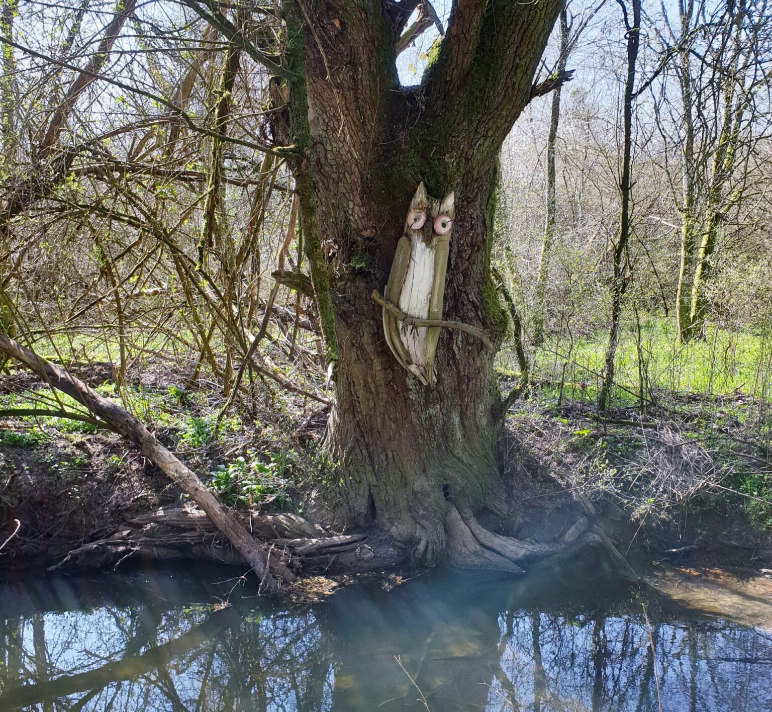 Un hibou de bois, aux yeux ronds et aux oreilles pointues, fixé sur le tronc d'un gros arbre penché au-dessus du ruisseau.